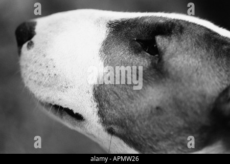 Bull Terrier Profil Stockfoto