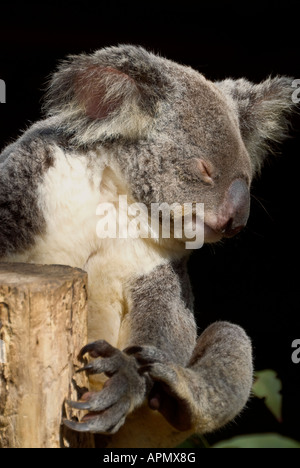 Koala Phascolarctos cinereus Stockfoto