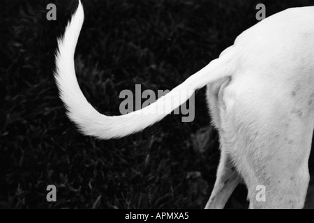 Hinterhand einen Windhund Stockfoto