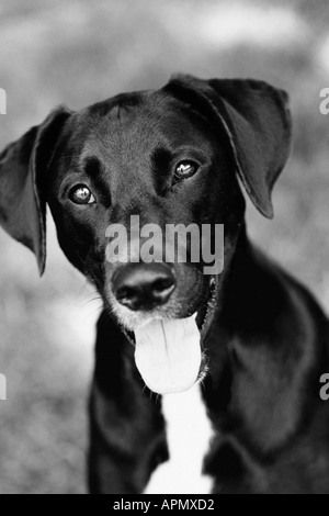 Porträt von schwarzen und weißen Hund Stockfoto