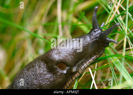 Große schwarze Nacktschnecke, Arion Ater, UK Stockfoto