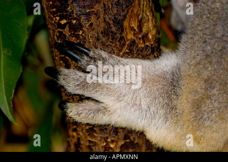 Koala Phascolarctos Cinereus Pfote Stockfoto