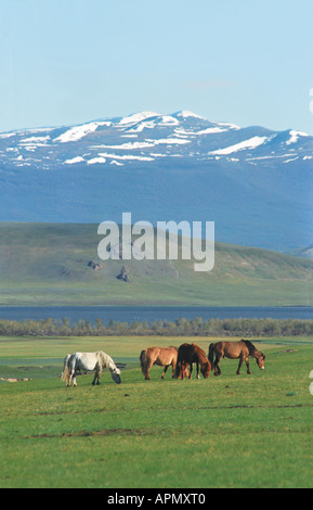 Pferde grasen auf Darhadyn Feuchtgebiet. Dood Nuur See. Nord-Mongolei Stockfoto