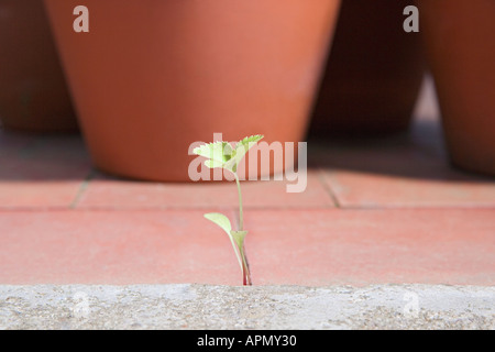 Schießen durch die Terrasse wächst Stockfoto