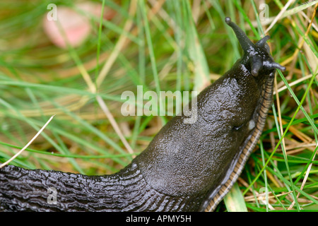 Große schwarze Nacktschnecke, Arion Ater, UK Stockfoto