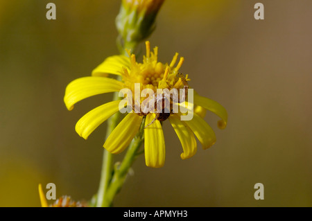 Crab Spider - Xysticus cristatus wartet auf Beute auf Ragwort Stockfoto