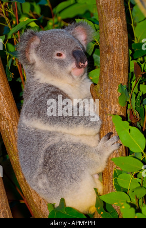 Koala Phascolarctos cinereus Stockfoto