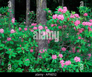 Blühende Pazifik Rhododendron R Macrophyllum in einem uralten Hemlock Tannenwald auf Mt Townsend Olympic National Forest Stockfoto