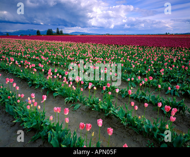 Reihen von kommerziellen Tulpen in einem Feld Skagit Valley, WA Stockfoto