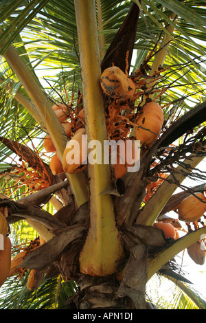 Junge Kokosnüsse vor Grün auf einer Kokosnuss Palmen auf der Insel Sansibar Tansania Ostafrika Stockfoto
