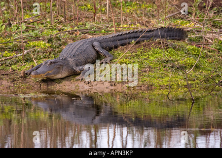 Amerikanischer Alligator in der Sonne aalen Stockfoto