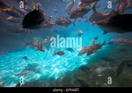 Fisch aus Semi-u-Boot Green Island Great Barrier Reef Marine Park North Queensland Australien gesehen Stockfoto