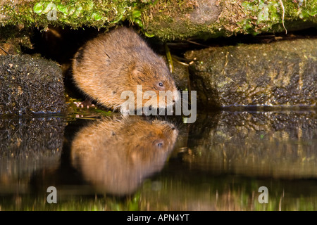 Wasser-WÜHLMAUS Arvicola terrestris Stockfoto