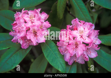Pacific Rhododendron blüht Cascade Mountains Oregon Stockfoto