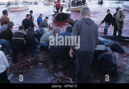 Grindadrap oder traditionelle Tötung der Hülsen von Grindwalen in Torshavn Hauptstadt der Färöer-Inseln-Dänemark Stockfoto