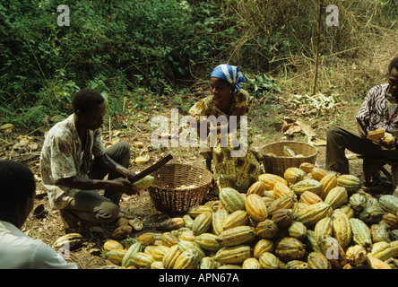 Schälung Kakao Pads in Ghana einen der weltweit wichtigsten Hersteller Kakao Stockfoto