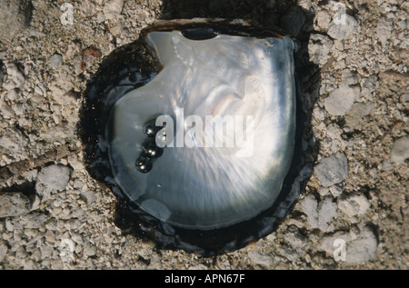 Schwarze Perle und Muschel aus Lagune in Manihi Insel der Tuamotus Französisch-Polynesien Stockfoto