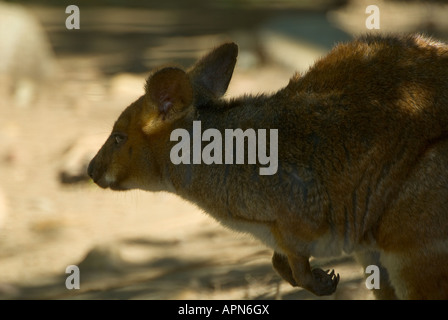 Red-necked Pademelon Thylogale thetis Stockfoto