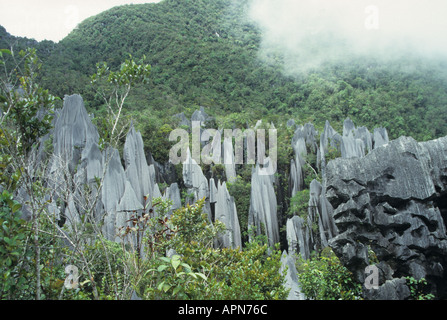 Kalkstein Pinnacles in Gunung Mulu National Park Sarawak Malaysia Stockfoto