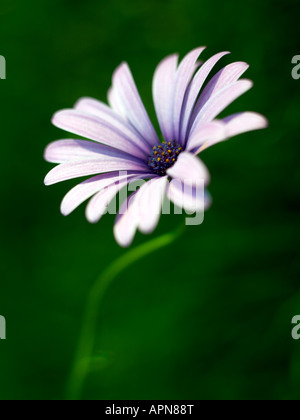 Blume-horizontal-vertikal Stockfoto