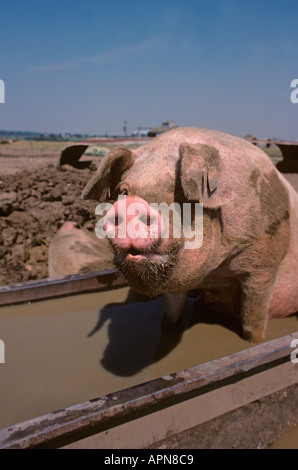 Schwein, die Abkühlung im Schlamm suhlen Sommer Stockfoto