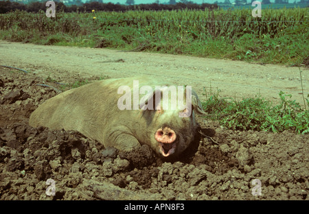 Katze im Wallow Sommer Buckinghamshire UK Stockfoto