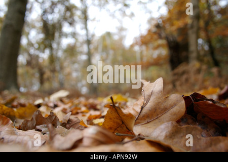 Blätter auf Waldboden Stockfoto