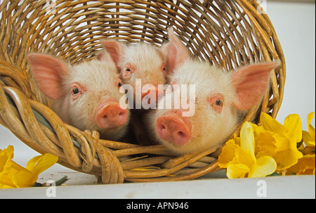 Ferkel in Korb Stockfoto