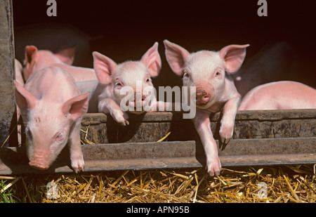 Ein Wurf großer weißer Hybridfferkel auf Buckinghamshire Small Holding Stockfoto