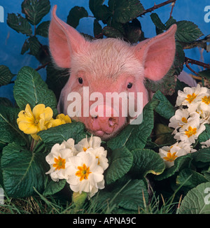 Große weiße Ferkel und Blumen Stockfoto