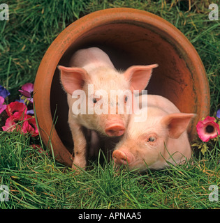 Große weiße Ferkel im Blumentopf Stockfoto