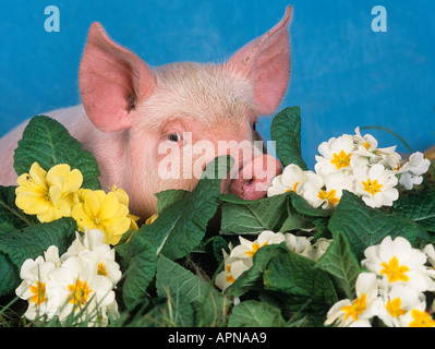 Große weiße Ferkel Polyanthus Stockfoto