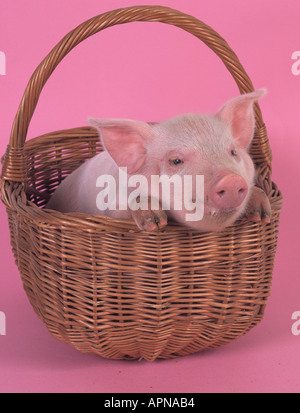 Große weiße Ferkel in Korb Stockfoto
