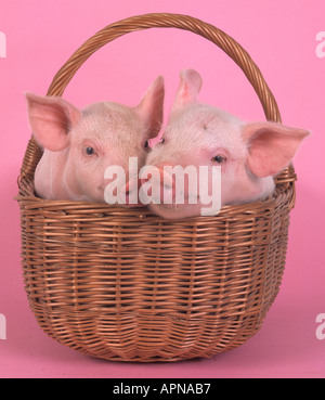 Große weiße Ferkel in Korb Stockfoto