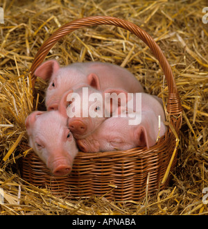 Große weiße Ferkel in Korb Stockfoto
