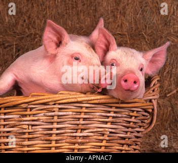 Große weiße Ferkel in Korb Stockfoto