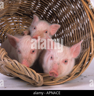 Große weiße Ferkel in Korb Stockfoto