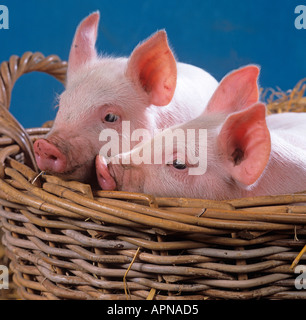 Große weiße Ferkel in Korb Stockfoto
