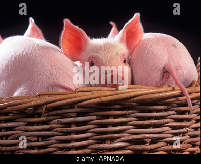 Große weiße Ferkel in Korb Stockfoto