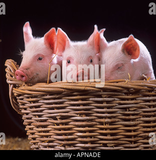 Drei große weiße Ferkel im Korb Stockfoto