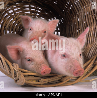 Große weiße Ferkel in Korb Stockfoto