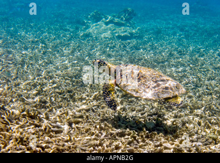 Unterwasser Foto von grünen Meeresschildkröten schwimmen in den Untiefen eines tropischen Riffs auf dem Great Barrier Reef-Queensland-Australien Stockfoto