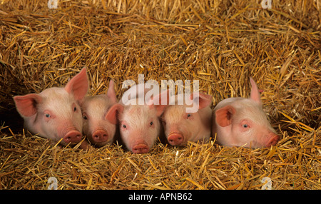 Ein Wurf großer weißer Hybridfferkel auf Buckinghamshire Small Holding Stockfoto