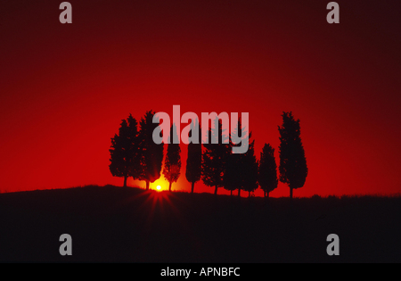 Italienische Zypresse (Cupressus Sempervirens Stricta), Grove bei Sonnenaufgang, Italien, Toskana, Buonconvento Stockfoto