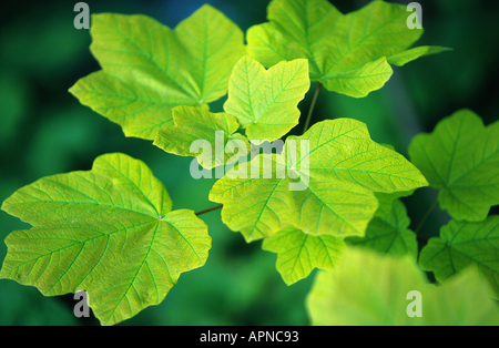 Bergahorn, große Ahorn (Acer Pseudoplatanus), junge Blätter, Kroatien, Fernsehreihe NP Stockfoto