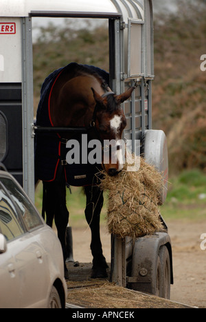 ein Pferd gelehnt dehnen hängenden Auspacken ein Pferd Essen Heu aus einem Netz hing an der Seite der Anhänger Pferdesport Pferde in Stockfoto