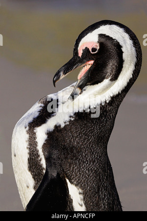 Afrikanische Pinguin am Strand in Südafrika putzen Stockfoto