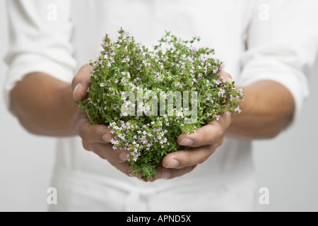 Bündel von Thymian auf Chef's Hände (Mitte) Stockfoto