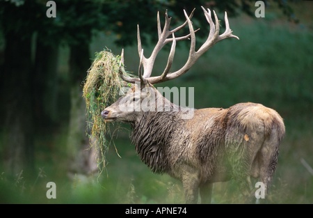 Rothirsch (Cervus Elaphus), Hirsch mit Grass unter seinem Geweih nach reiben, Deutschland, Hessen Stockfoto