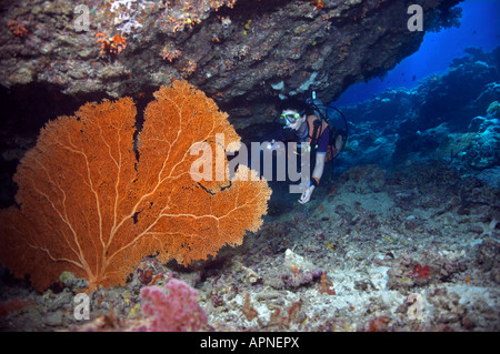 Eine Taucher erstrahlt ihre Fackel um die leuchtend orange Farbe der Gorgonien Fan Korallen auf Karumolun Island in den Salomonen verfügbar zu machen. Stockfoto